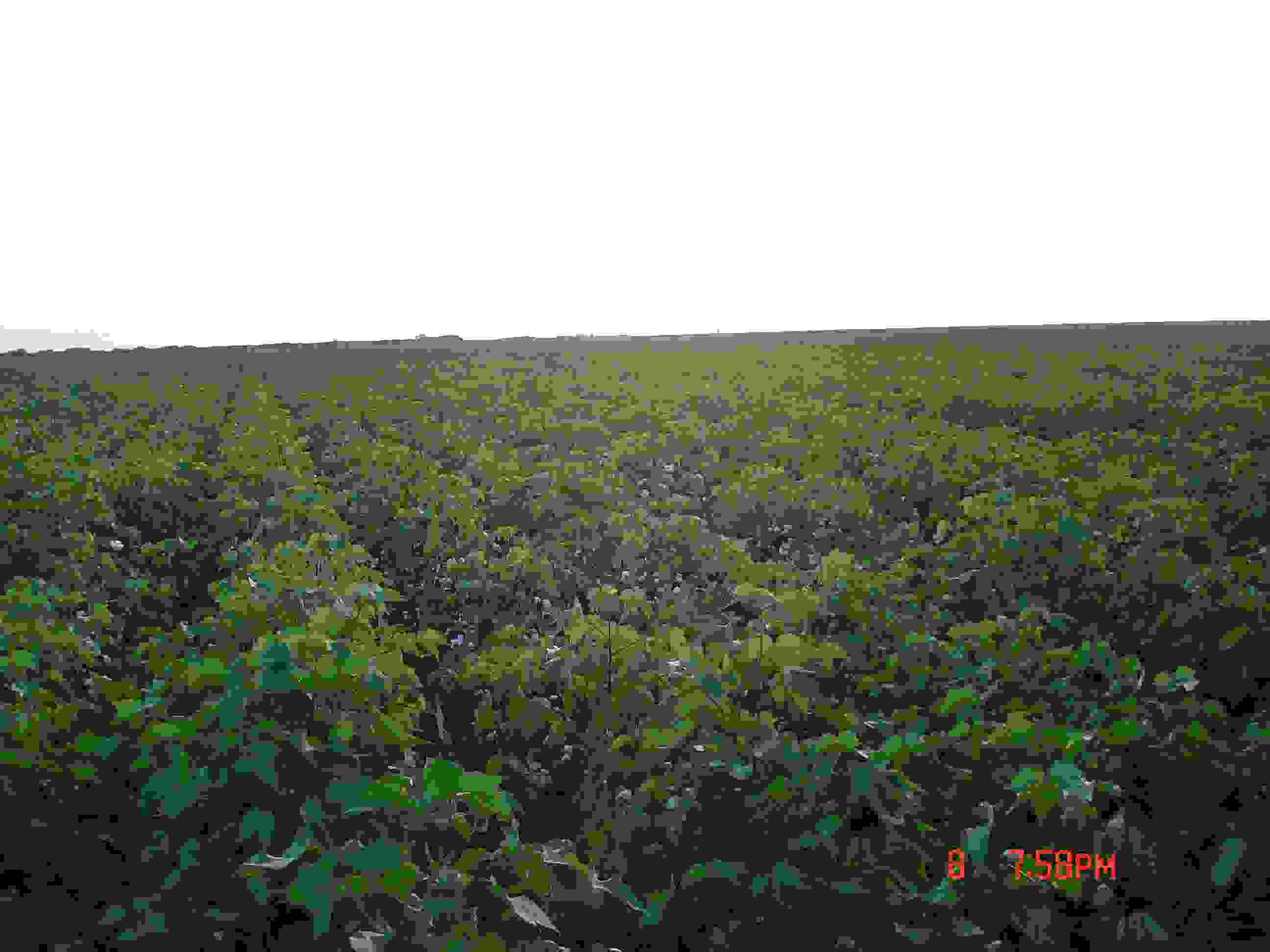 Cotton Field AC Watershed