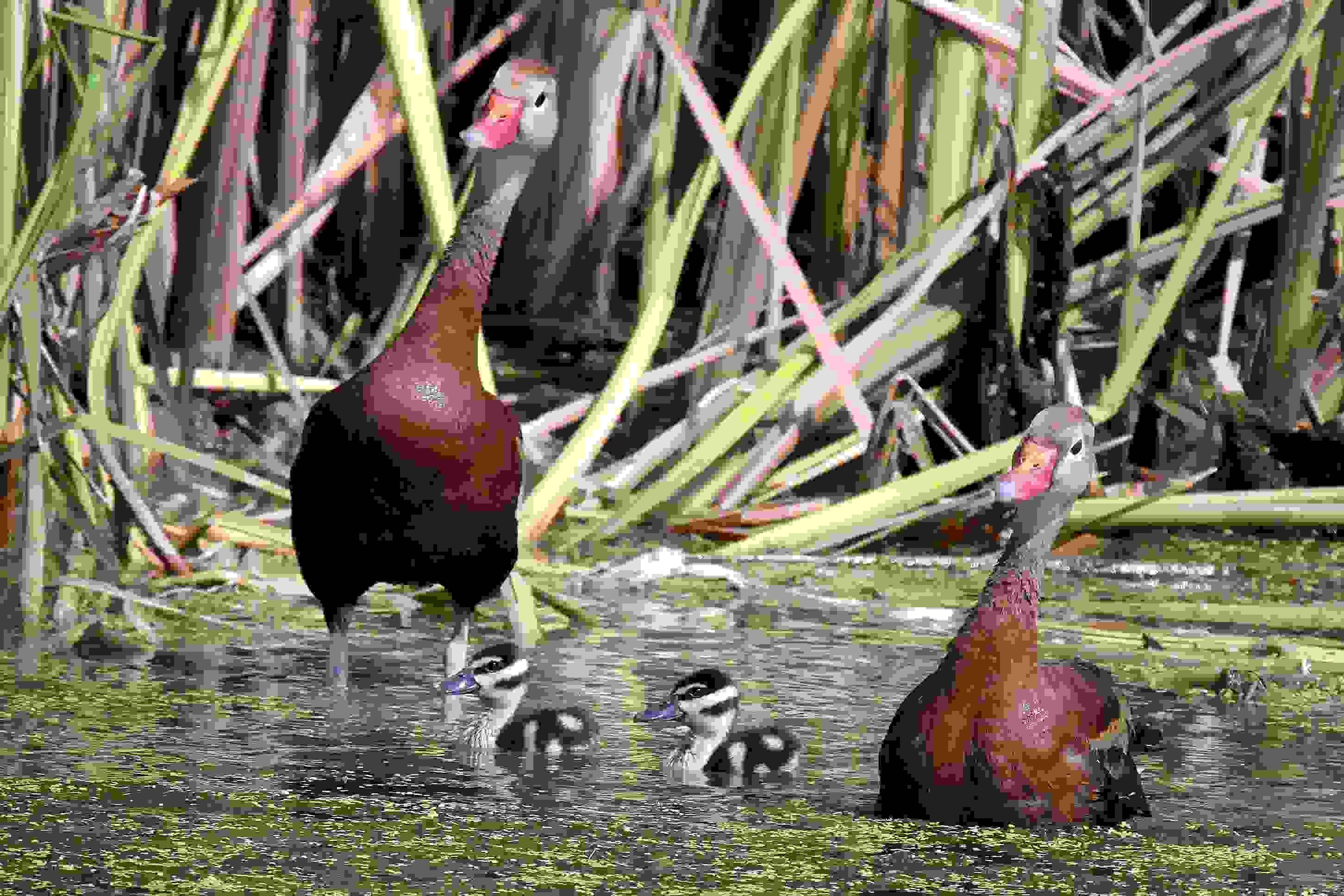 Whisling Ducks IMG 0158 Filtered