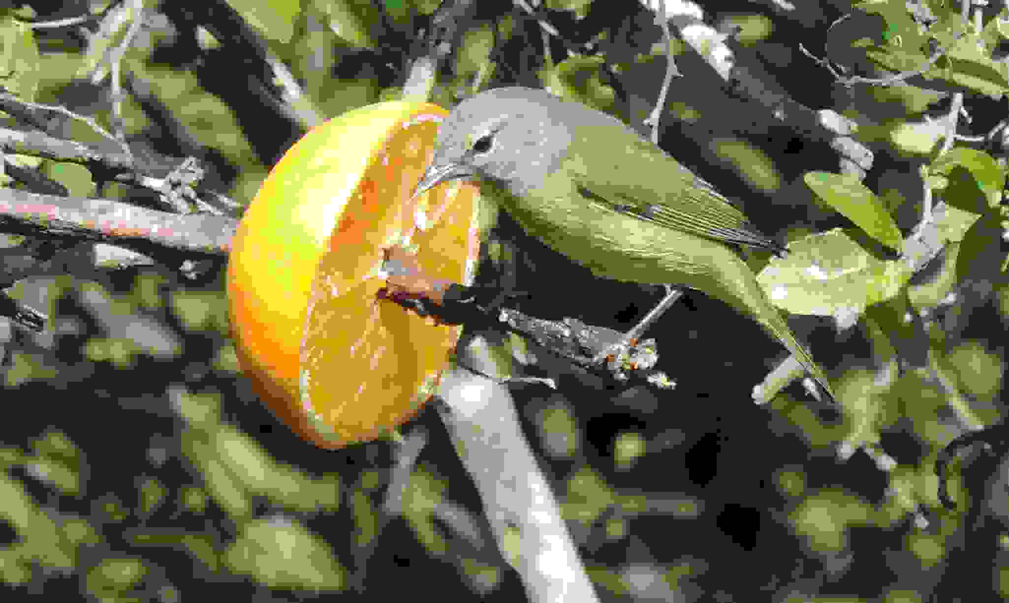 Orange Crowned Warbler 002