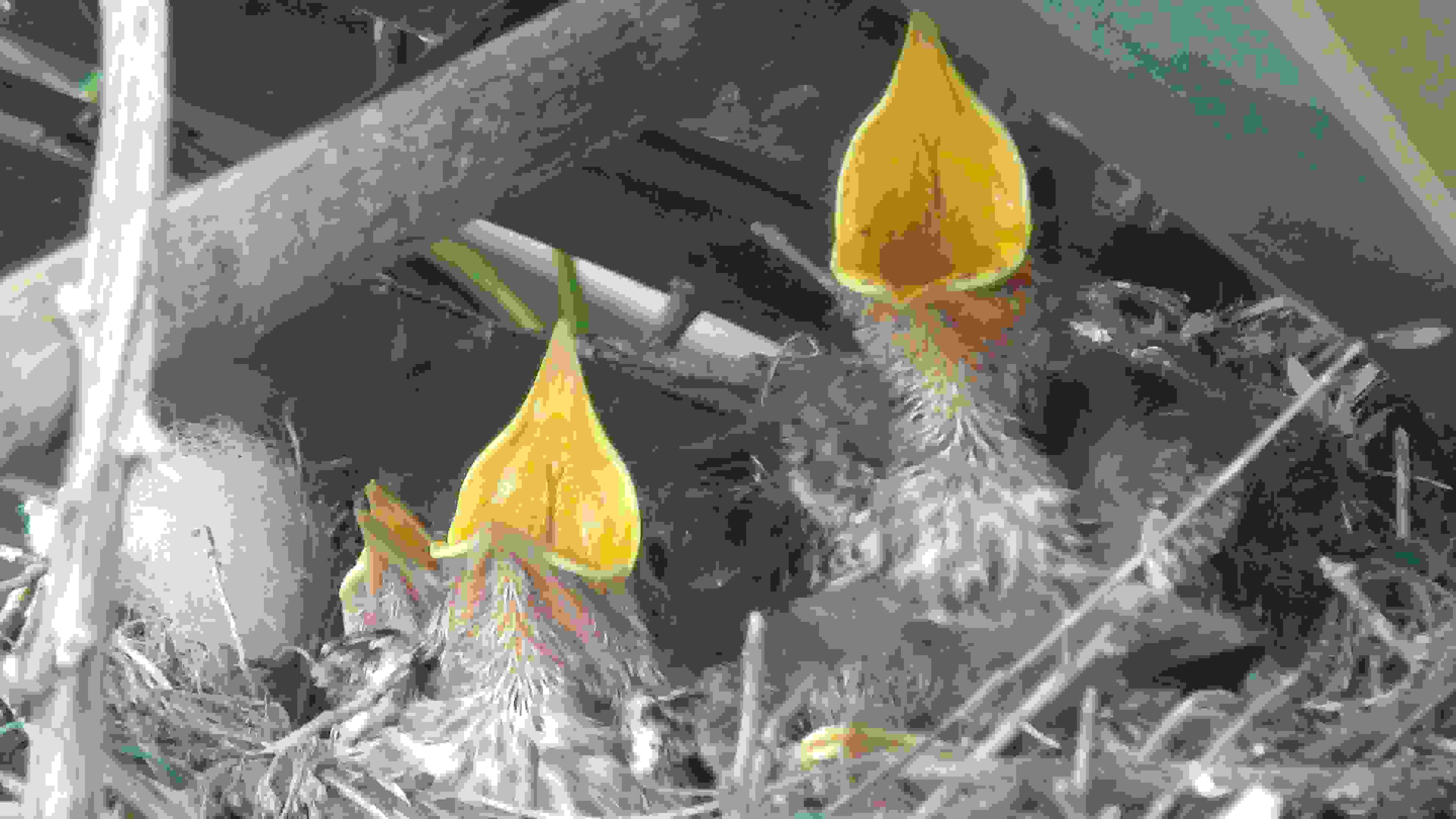 Mockinbird Nest (25)