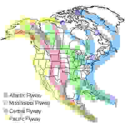 Figure 3.2. Convergence of two major migration flyways (World Birding Center 2016)