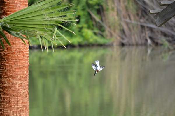Green Kingfisher in dive