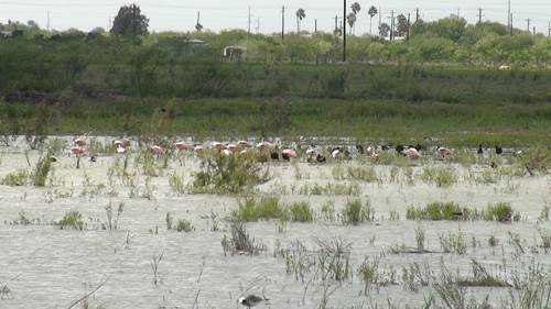 Roseate Spoonbills and assorted wading birds in Tio Cano Lake Bed, Jaime Flores