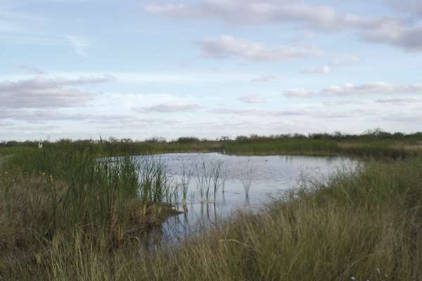 Wetland Estero Llano Grande 2