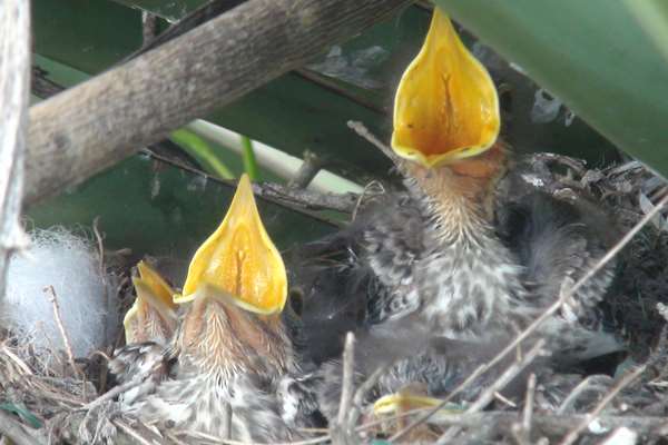 Mockinbird Nest (25)