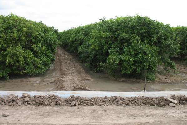 Narrow border irrigation