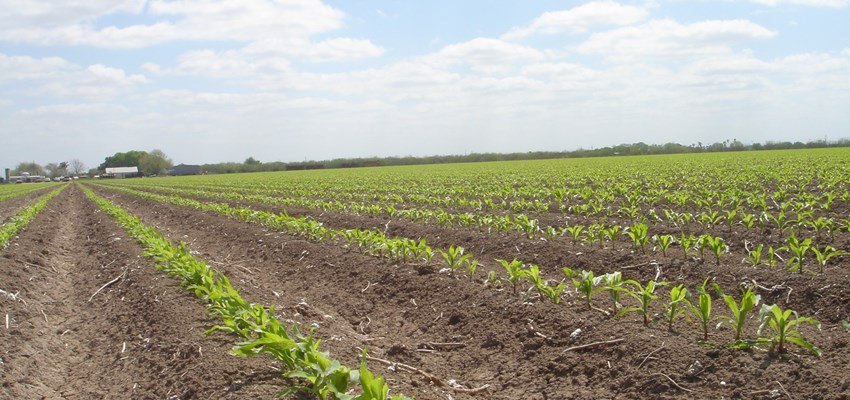 Sorghum Valley Crop Rows