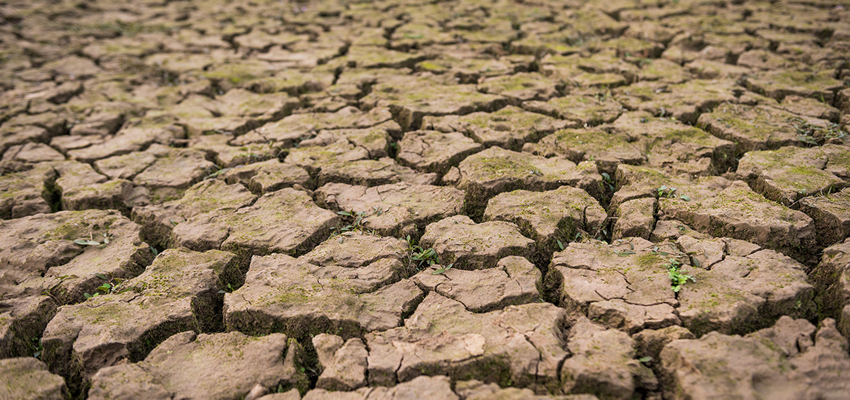 Dried and cracked mud