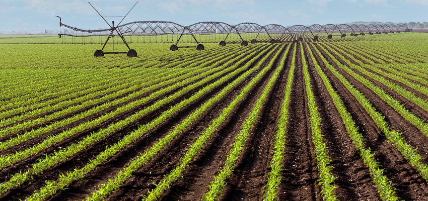 Rural scenes in Burleson and Washington counties on April 7, 2021. (Laura McKenzie/Texas A&M AgriLife Marketing and Communications)