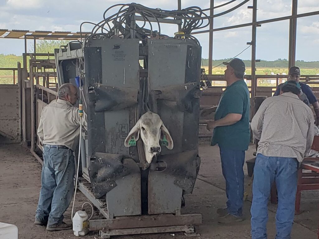 Beef Improvement Association’s Bull Gain Test and Heifer Development Program conducted by Texas A&M AgriLife Extension Service, held on Oct. 9, 2019, assists cattlemen in improving the quality of their livestock by collecting performance data.