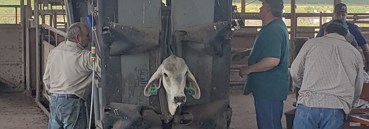 Beef Improvement Association’s Bull Gain Test and Heifer Development Program conducted by Texas A&M AgriLife Extension Service, held on Oct. 9, 2019, assists cattlemen in improving the quality of their livestock by collecting performance data.