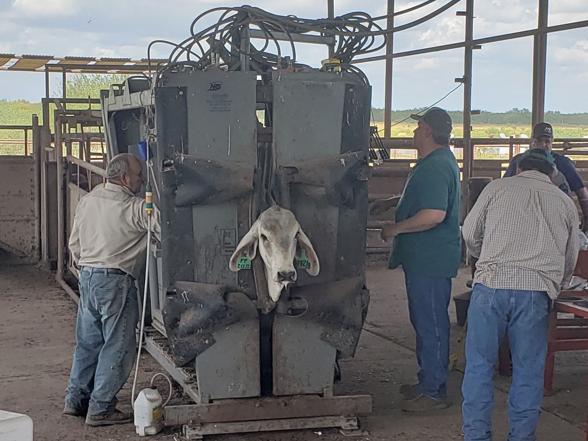 Beef Improvement Association’s Bull Gain Test and Heifer Development Program conducted by Texas A&M AgriLife Extension Service, held on Oct. 9, 2019, assists cattlemen in improving the quality of their livestock by collecting performance data.