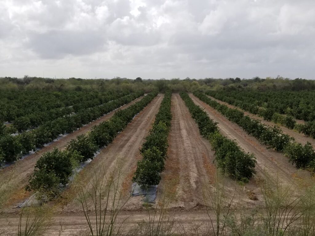 Rows of plants