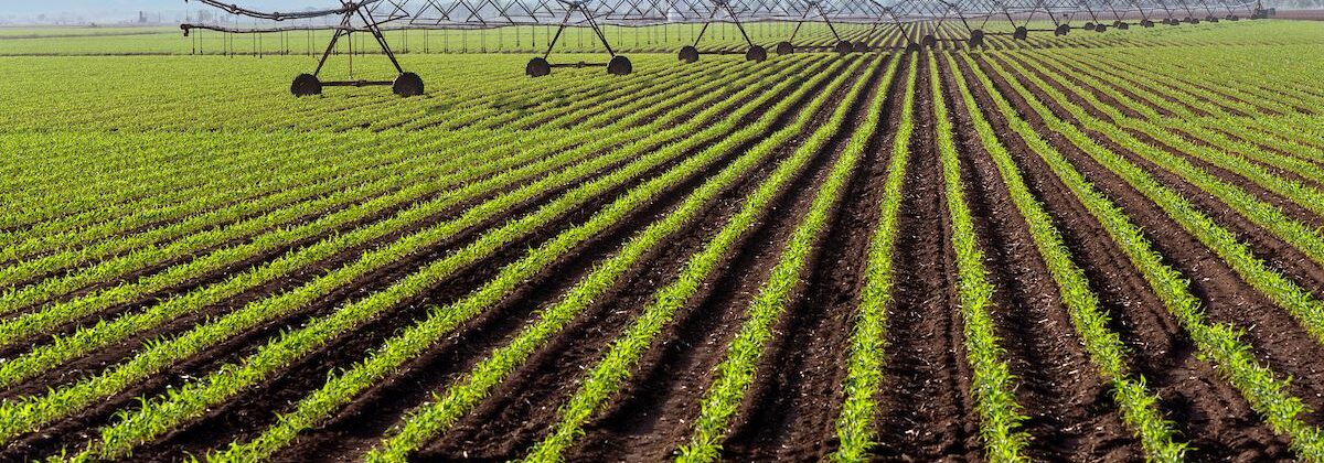 Rural crop irrigation in the Arroyo Colorado watershed