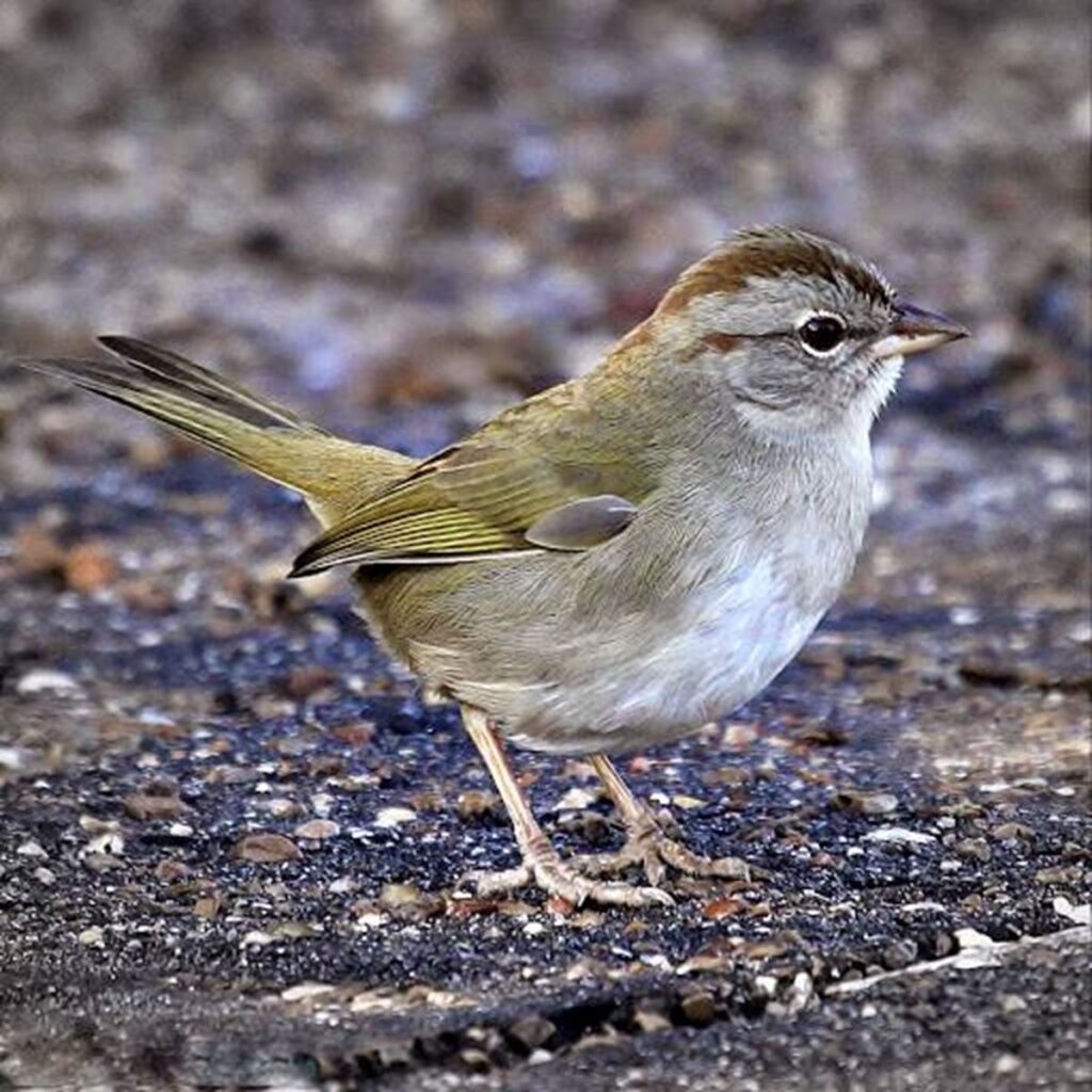 Olive Sparrow, Chuck Lorenz