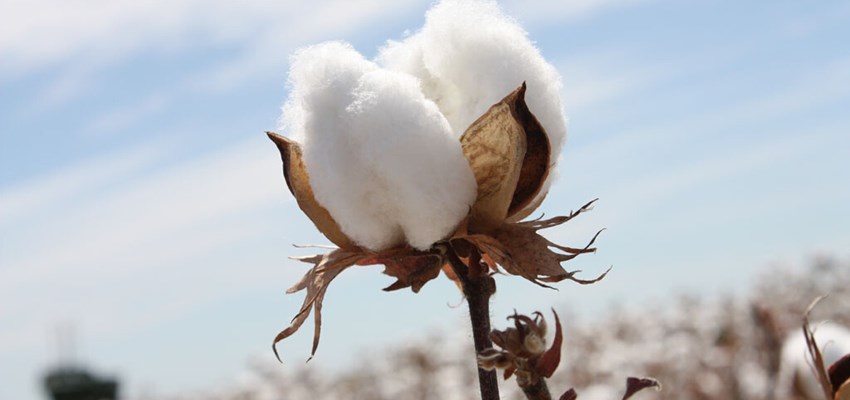 Cotton bulb