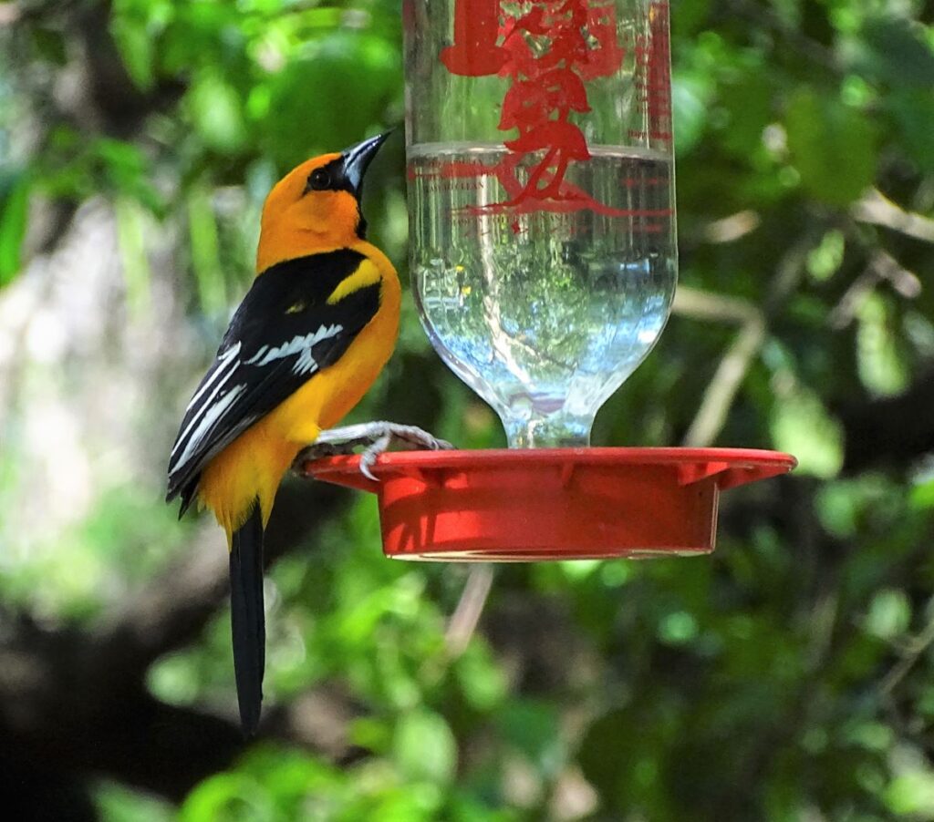 Altamira Oriole