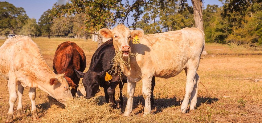 Berthold Cattle by Ed Rhodes