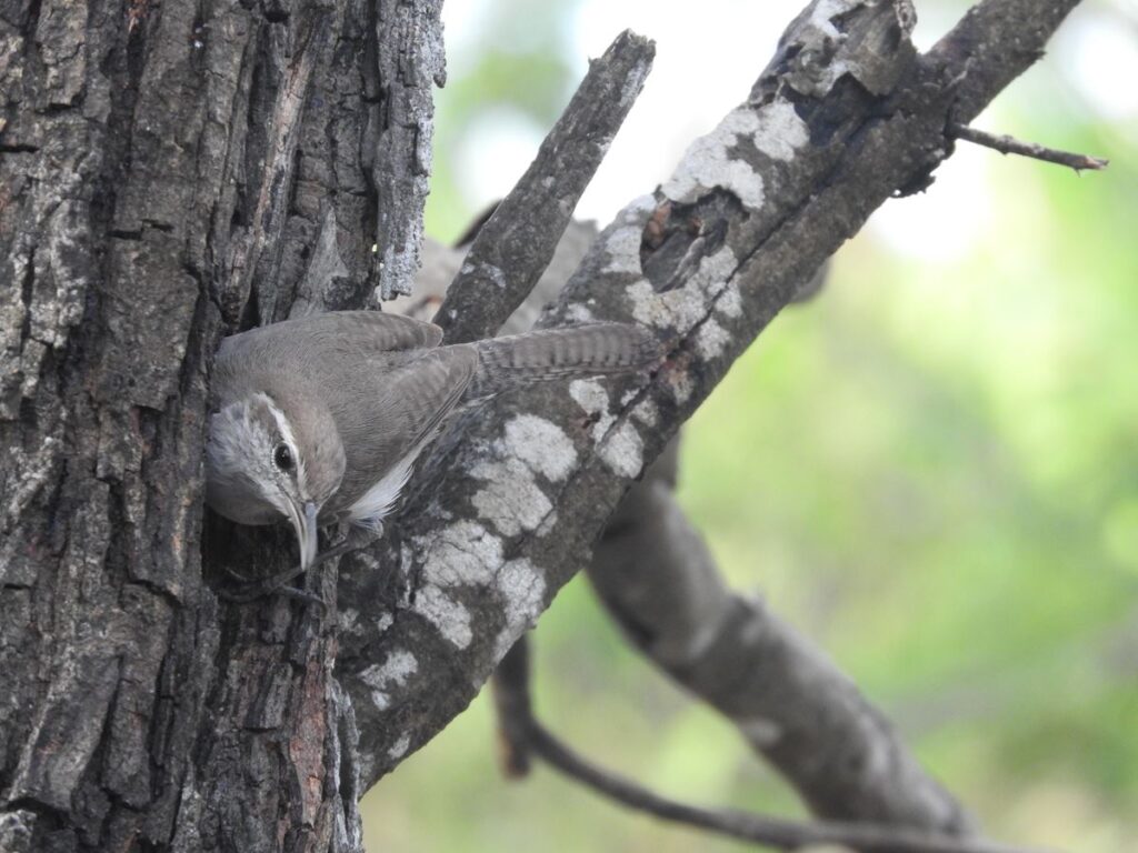 Bewicks Wren At Hugh Ramsey Park, Nola Deffenbaugh