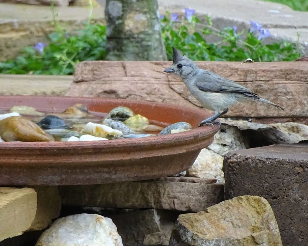 Black Crested Titmouse, Arroyo Colorado Audubon Society