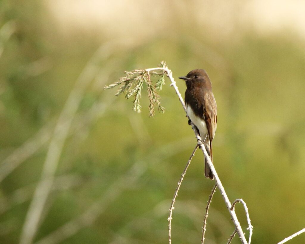 Black Phoebe, Donna McCown