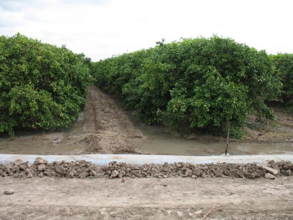 Narrow border irrigation