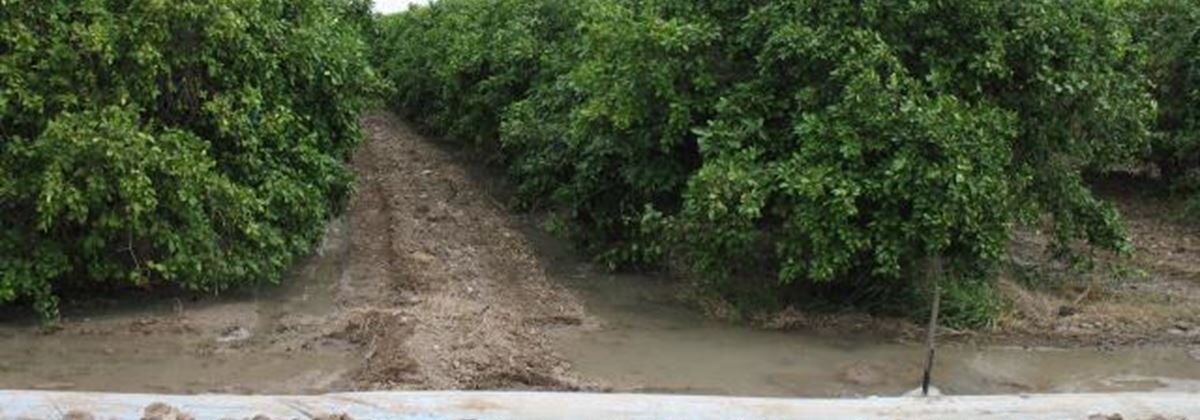 Narrow border irrigation