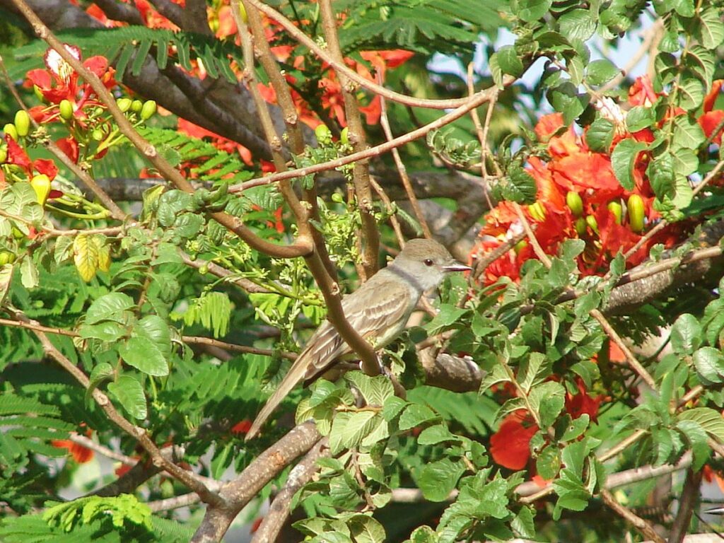 Brown Crested Flycatcher, Arroyo Colorado Audubon Society