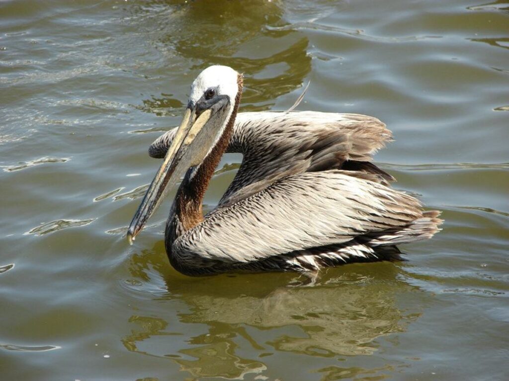 Brown Pelican, Arroyo Colorado Audubon Society