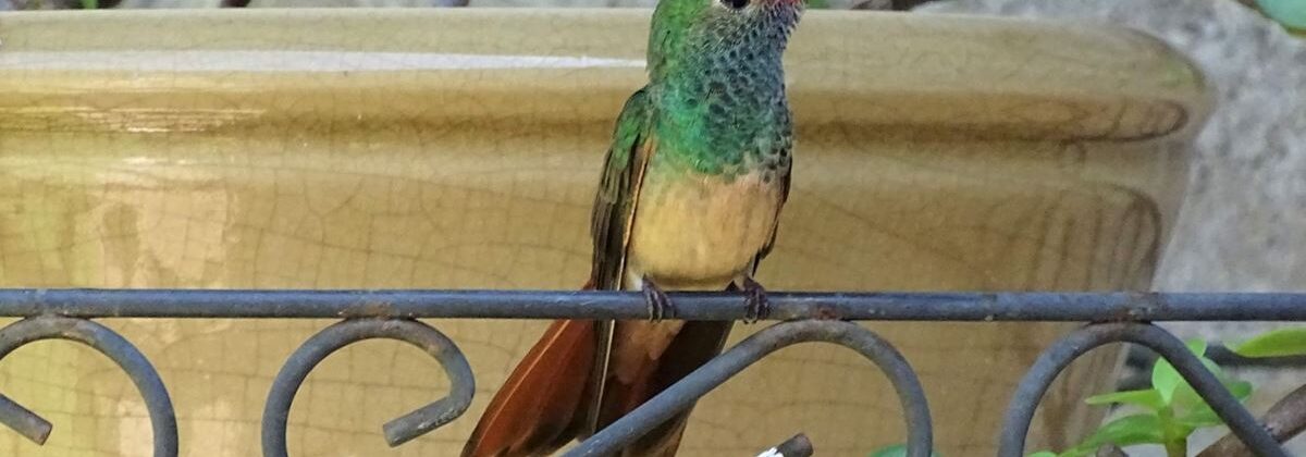 Buff Bellied Hummingbird, Arroyo Colorado Audubon Society