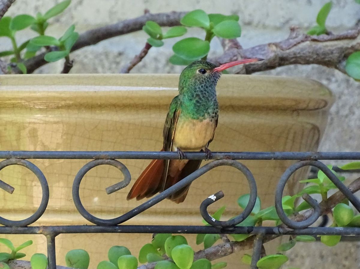 Buff Bellied Hummingbird, Arroyo Colorado Audubon Society