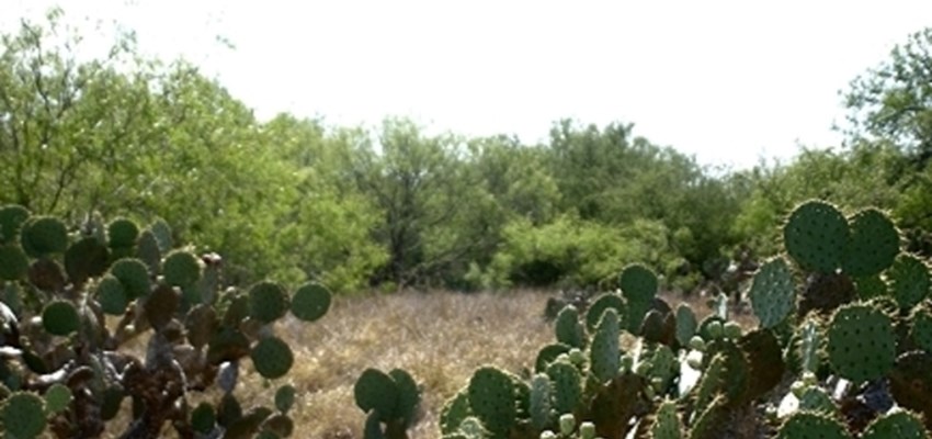 Cacti from AgriLife Extension Service - Plants of Texas Rangelands