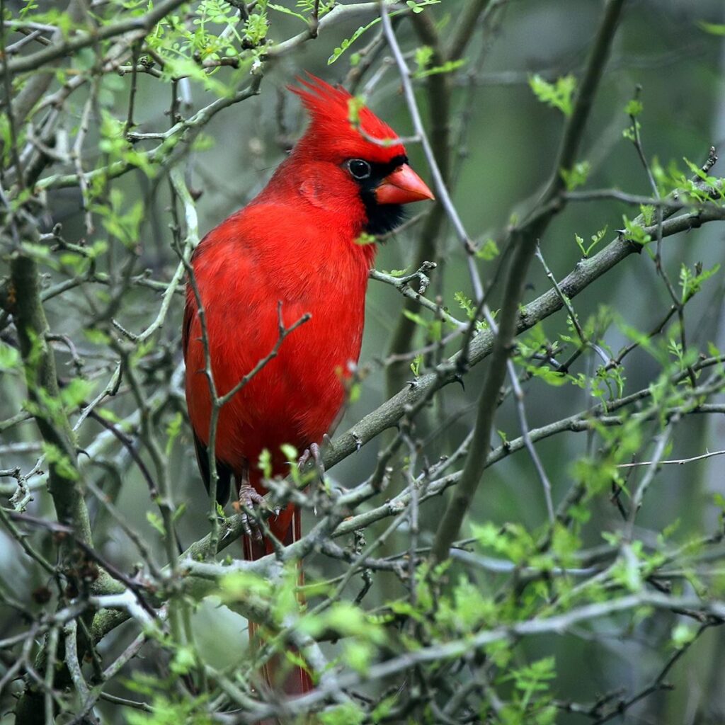 Northern Cardinal, Charles Lorenz