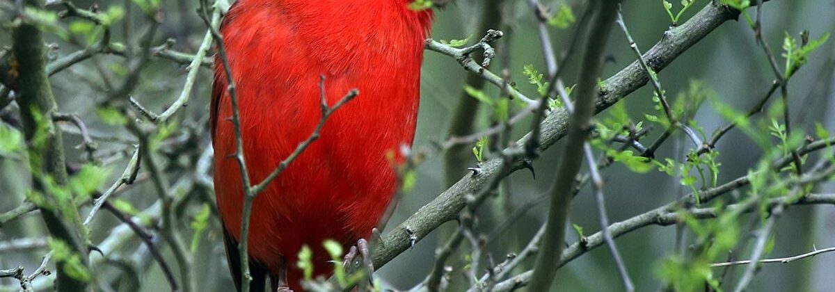 Northern Cardinal, Charles Lorenz