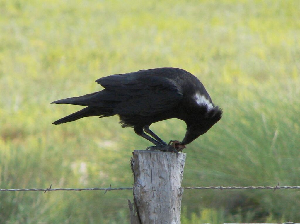 Chihuahuan Raven, Audubon Society