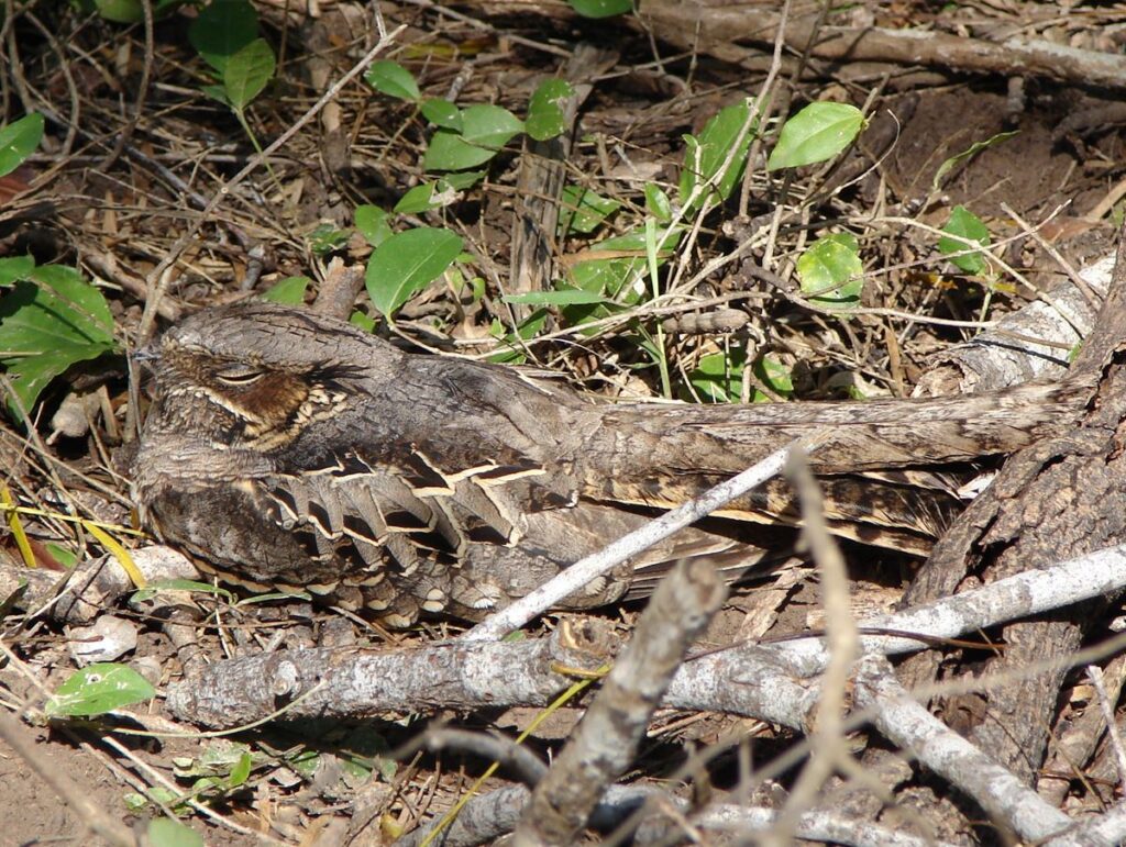 Common Pauraque, Arroyo Colorado Audubon Society