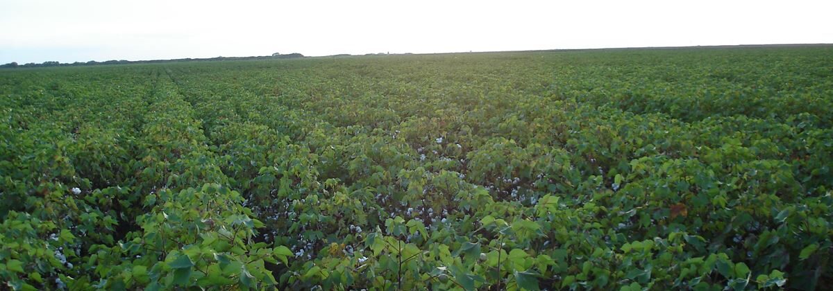 Cotton field