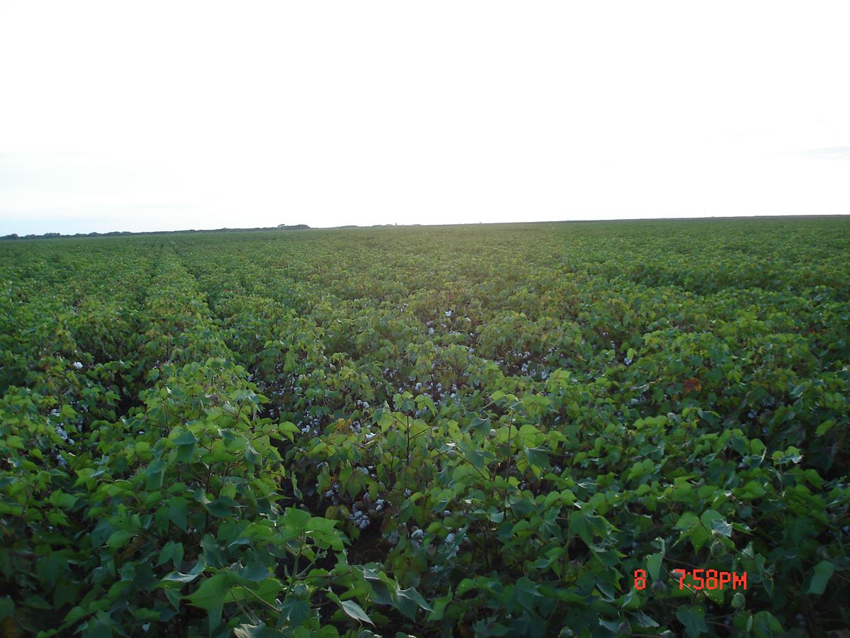 Cotton field