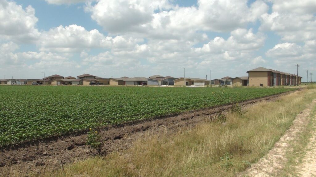 Cotton crop