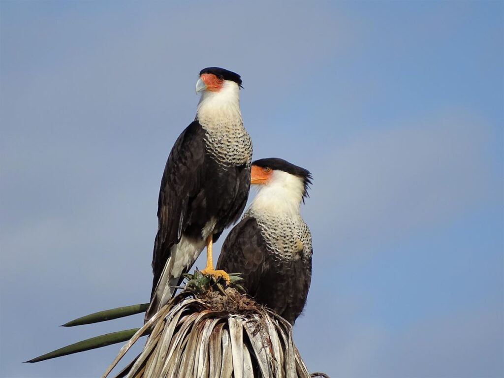 Crested Caracara, Arroyo Colorado Audubon Society