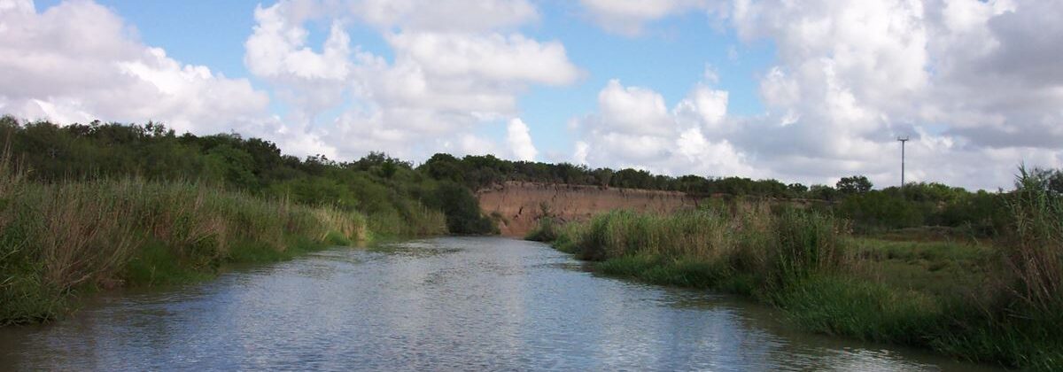 Invasive giant reeds on unstable Arroyo Colorado banks