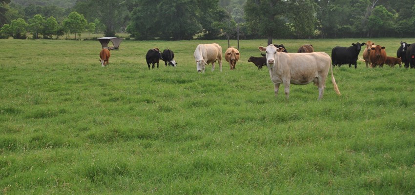 Cattle in field