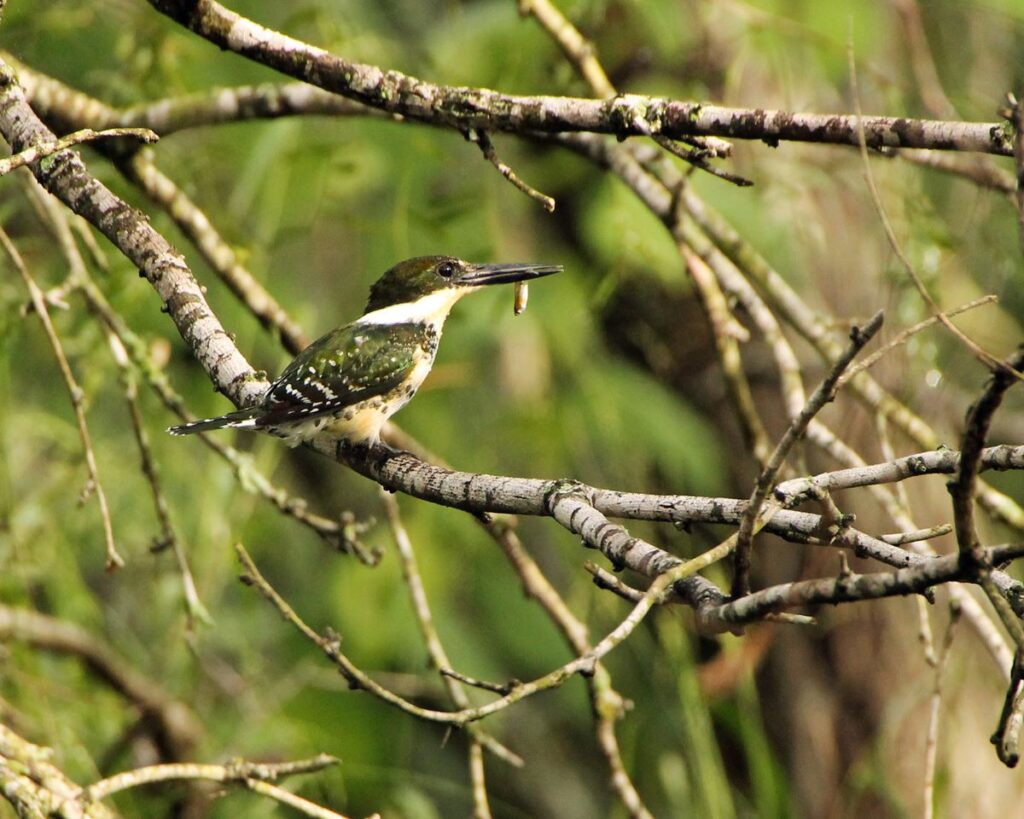 Female Green Kingfisher, Donna McCown