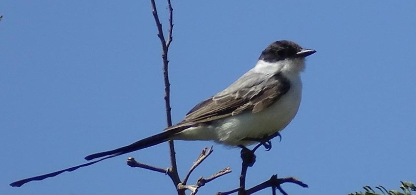 Forktailed Flycatcher