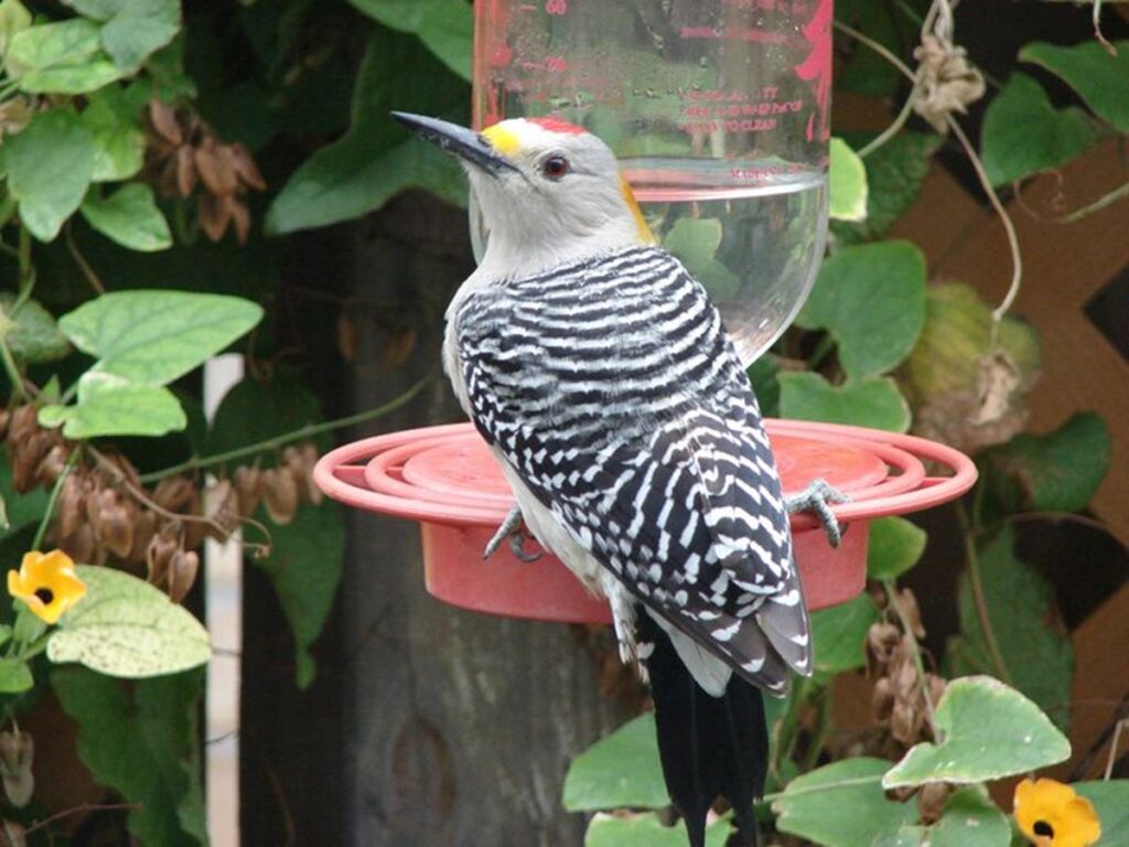 Golden Fronted Woodpecker, Arroyo Colorado Audubon Society