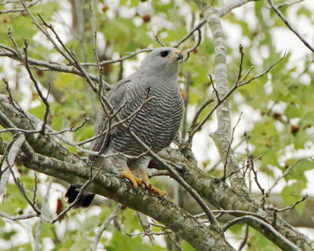 Gray Hawk, Arroyo Colorado Audubon Society