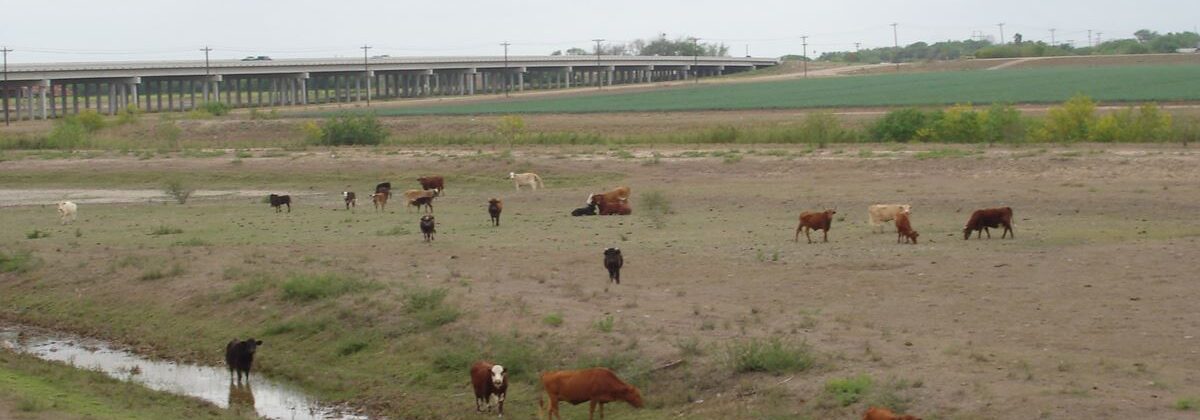 Cattle grazing along Arroyo Colorado leeves