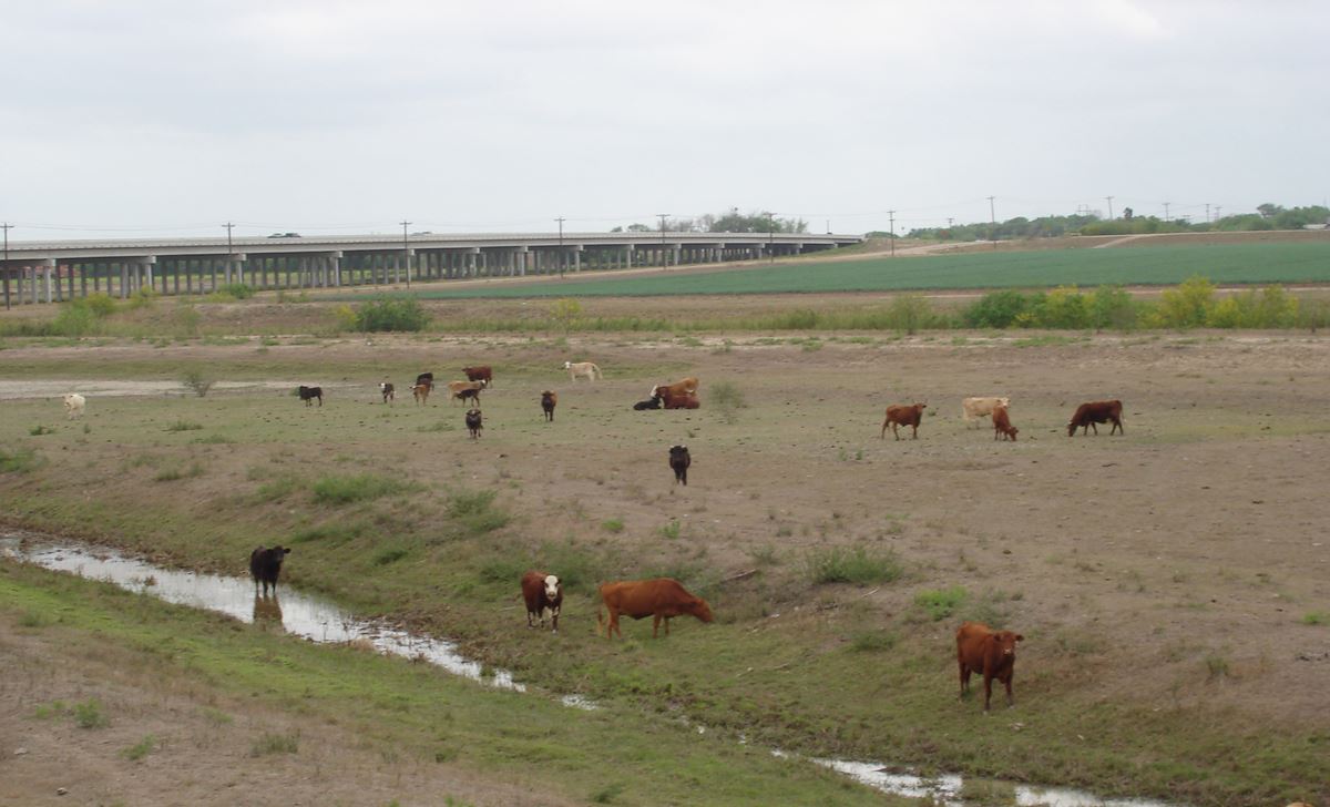 Cattle grazing along Arroyo Colorado leeves