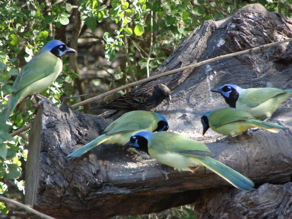Green Jays, Arroyo Colorado Audubon Society