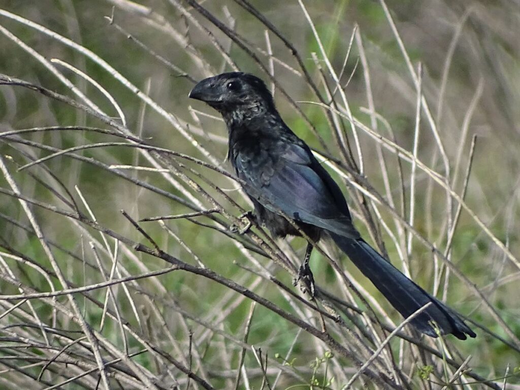 Groove Billed Ani, Arroyo Colorado Audubon Society